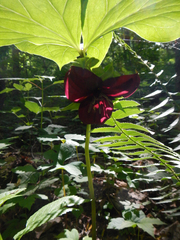 Trillium vaseyi