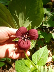 Trillium vaseyi