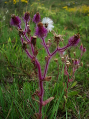 Senecio conyzifolius