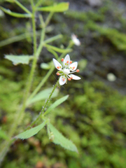 Micranthes petiolaris