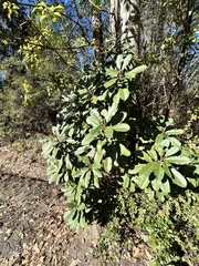 Photinia serratifolia