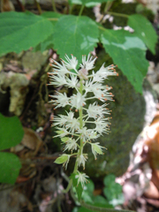 Tiarella