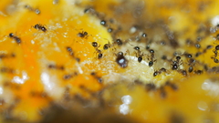 Pheidole megacephala