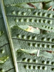 Polypodiodes amoena