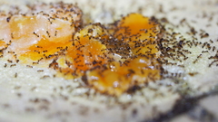 Pheidole megacephala