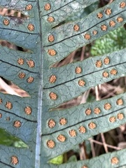 Polypodiodes amoena