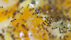 Pheidole megacephala