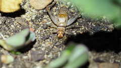 Gryllodes sigillatus