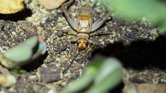 Gryllodes sigillatus