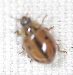 Aphidecta obliterata