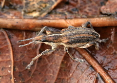 Charagmus gressorius