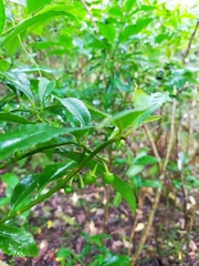 Ardisia virens