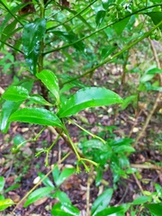 Ardisia virens