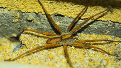Argoctenus