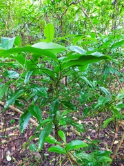 Ardisia virens