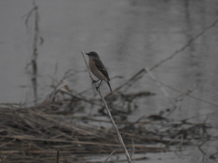Saxicola stejnegeri