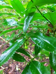 Ardisia virens