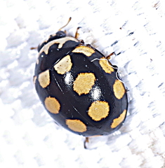 Coccinula quatuordecimpustulata