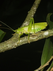 Agraeciini