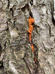 Tulasnella aurantiaca