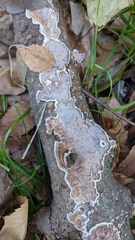 Peniophora albobadia