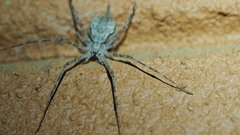 Tamopsis