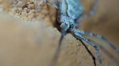 Tamopsis
