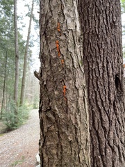 Tulasnella aurantiaca