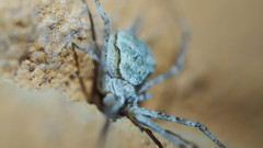 Tamopsis