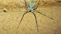 Tamopsis