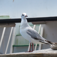 Chroicocephalus maculipennis