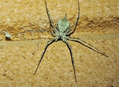 Tamopsis