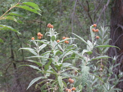 Buddleja globosa