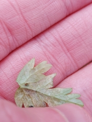 Plasmopara chaerophylli