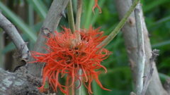 Erythrina abyssinica image