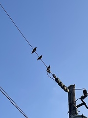 Sturnus vulgaris
