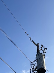 Sturnus vulgaris