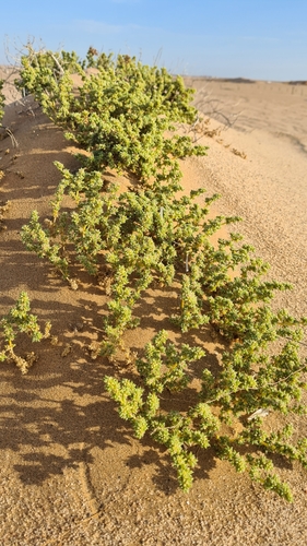 Trianthema hereroense (Trianthema hereroense)