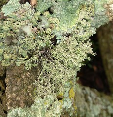 Ramalina dendriscoides
