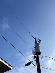 Sturnus vulgaris