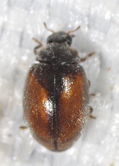 Scymnus suturalis