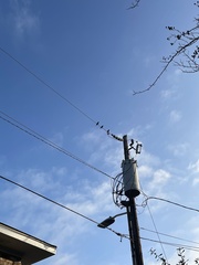 Sturnus vulgaris