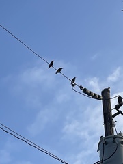 Sturnus vulgaris