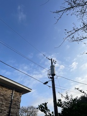 Sturnus vulgaris