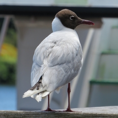 Chroicocephalus maculipennis