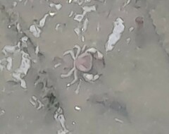 Parathelphusa convexa