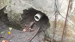 Parathelphusa convexa