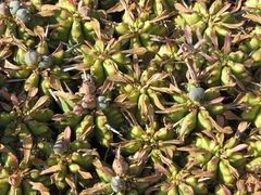 Euphorbia pulvinata