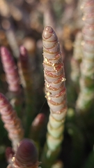 Image of Salicornia natalensis