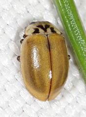 Aphidecta obliterata